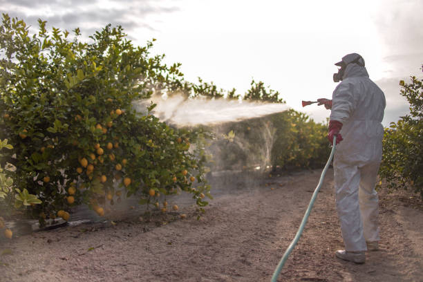 Best Ant Control Services  in Long Beach, MS